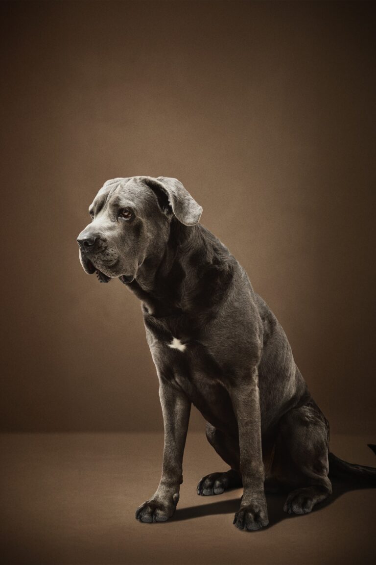 Cane corso en studio sur fond brun, séance photo animaux à Arras