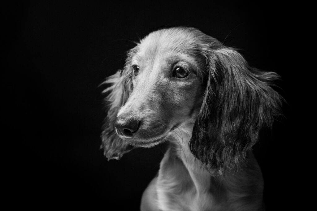 Portrait de chien en noir et blanc, séance Besti’potes à Arras